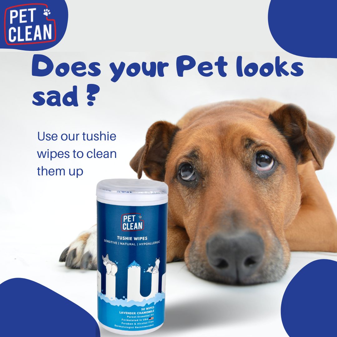 Pet Clean pepun puhdistuspyyhe lemmikille 50 kpl