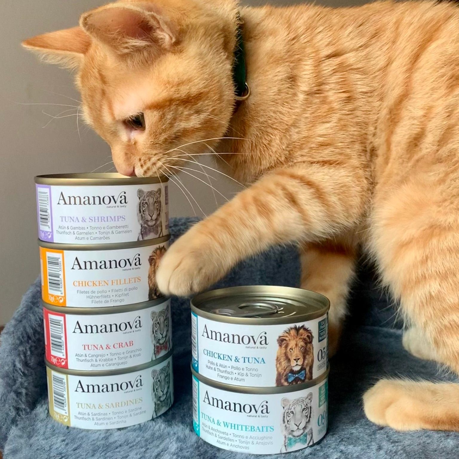 Amanova cat adult 11 Tonnikala & rapu hyytelössä 70 g purkki
